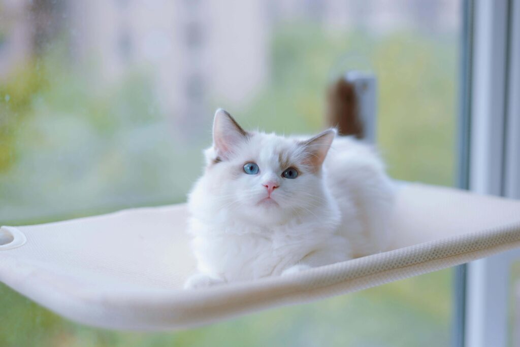 Chat regardant par la fenêtre – comportementaliste féline Courbevoie